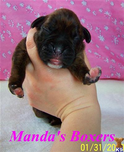 Boxer Puppies for Sale